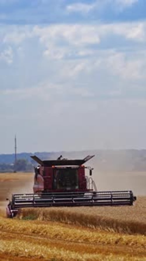 Combine Harvester Cutting Wheat. Harvester machine harvest wheat during work in field