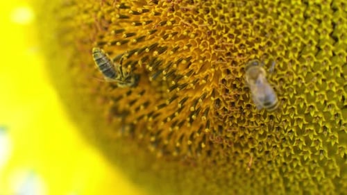 Honey Bee Pollinates Blooming Sunflower Close Up Shot
