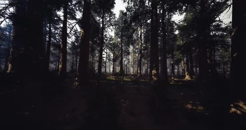 Mysterious Forest Scene Foggy Woods with Shadowy Undergrowth