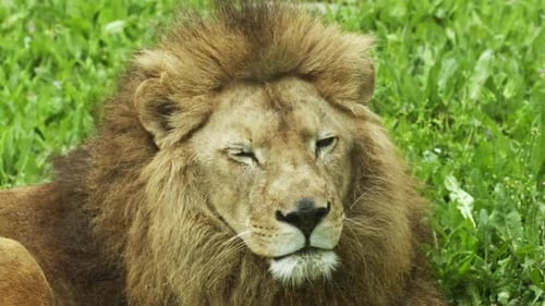Majestic Lion Resting in the Green Grass