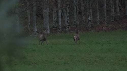 Group of deer grazing at twilight during spring in slow motion 4K