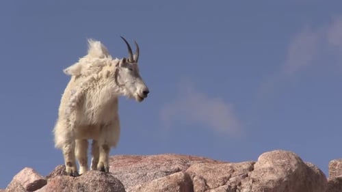 Bergziegen in Colorado
