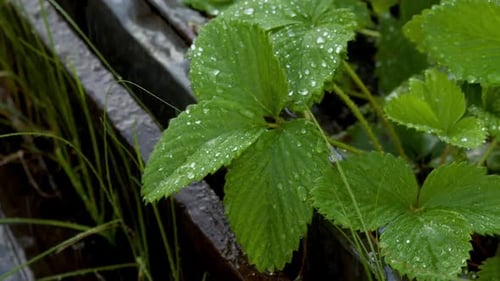 Fresh Rain Pours Down on Tender Strawberry Foliage in Raised Planting Bed Green Leaves Covered with
