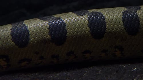 Anaconda vert (Eunectes murinus). Un gros anaconda sous
l'eau.