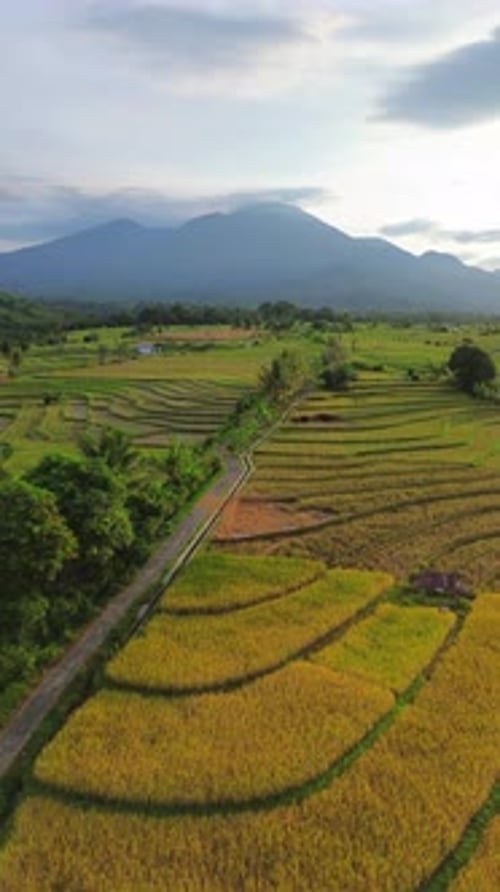 Beautiful morning view indonesia Panorama Landscape paddy fields with beauty color and sky natural