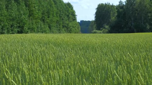 Environmental Conservation Concept. Beautiful Scene of Meadow with Green Wheat and Forest