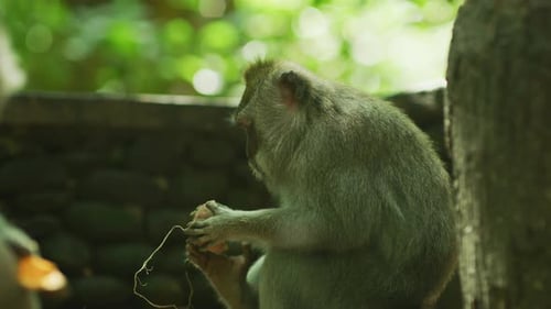 A long-tailed macaque eating