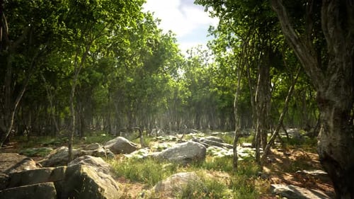 Roots of a Tree in a Misty Forest