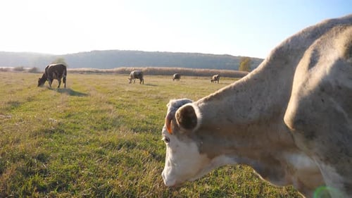 Cows Grazing Peacefully in a Green Pasture