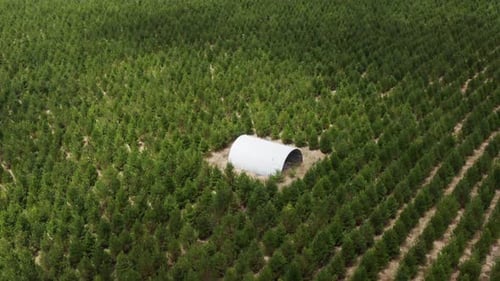 Celeiro no meio de uma floresta artificial, linhas de pinheiros, reflorestamento