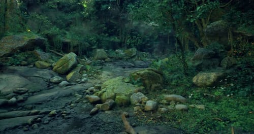 Lush Green Forest Pathway Winding Through Rocky Terrain in Daylight