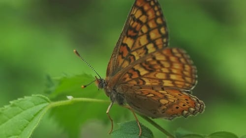 Monarch Butterfly Resting on a Green Leaf