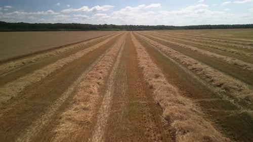 Wheat field aerial view in Ukraine