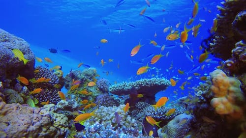 Colourful Coral Reef Scene