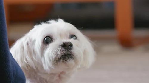 Curious havanese puppy watching owner