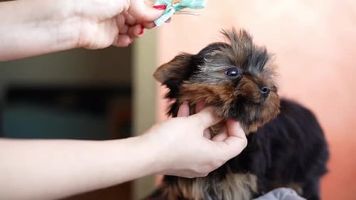 Tiny Puppy Gets a Bow Placed on its Head