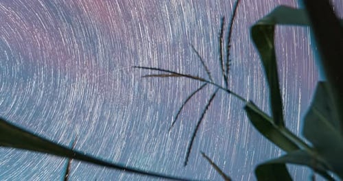 Rotate Motion Sky Agricultural Background Spin Trails Of Stars Above Maize Corn Field Plantation