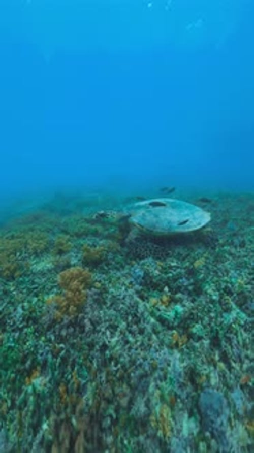 Beautiful Nature Wildlife Sea Turtle Swim in Blue Water Ocean Reef
