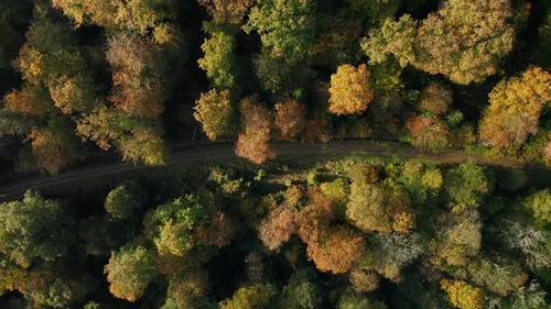 Top down View of Pathway in Colorful Autumn Forest - Beautiful landscape with empty rural road in Fa
