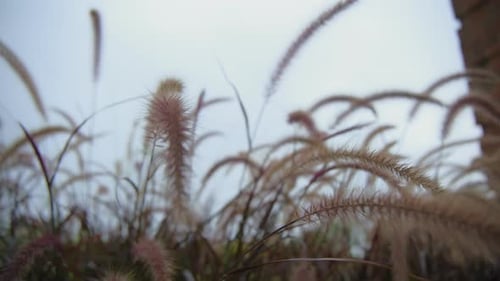 Close Up Footage of Wind Blows on Purple Fountain Grass