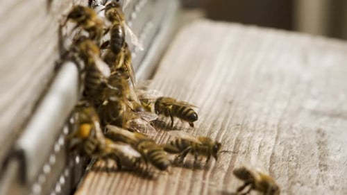Fabulous Macro Shot of Busy Bees in Beehive Crawling on Wooden Surface in Summer