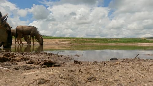 Wildebeest Drinking at Watering Hole in African Savanna