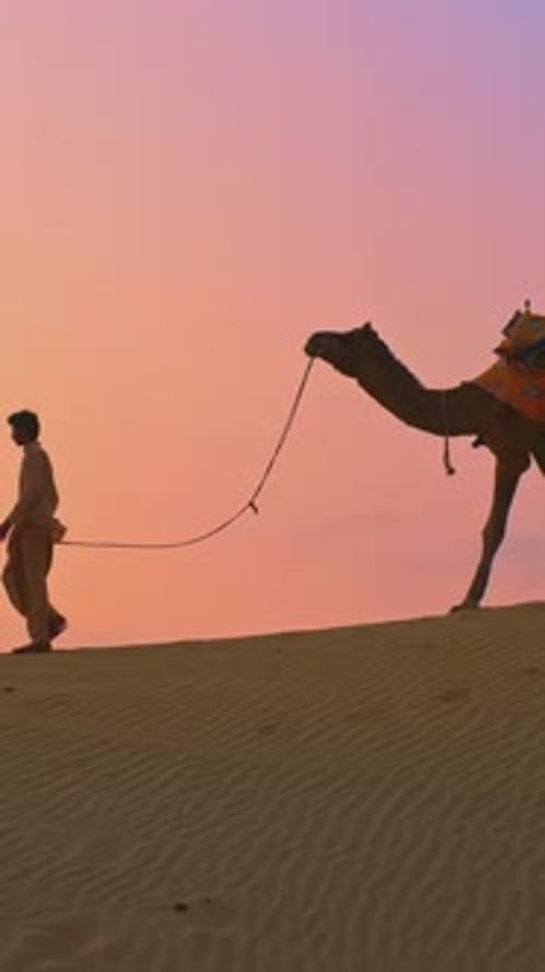 Chameliers indiens, conducteur de chameau, silhouettes de chameaux dans les dunes du désert du Thar au coucher du soleil, Rajasthan, Inde
