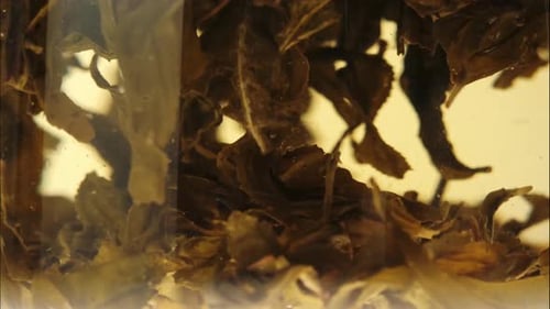 Green tea leaves are brewed in boiling water in a transparent pot on white table. Time lapse