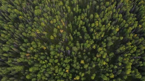 Green Forest on Top From Drone