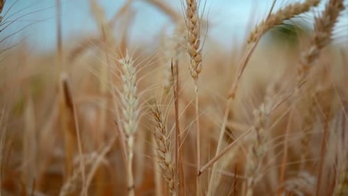 Close up of wheat ears on light wind at sunny day. Golden wheat field over blue sky at summer day. S
