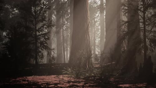 A Lush and Dense Forest with Towering Trees Reaching for the Sky