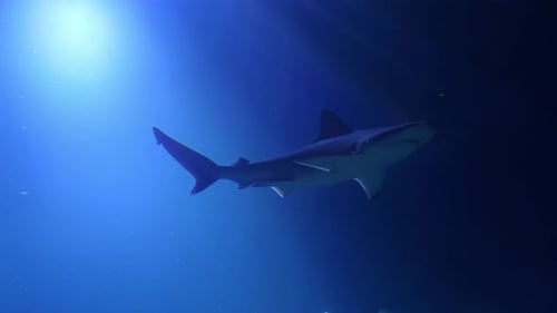 Shark slowly swims through the blue water of the ocean.