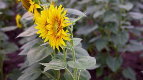 sunflowers field with many plants in row.