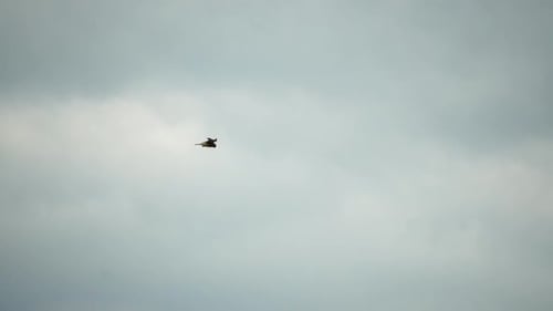 Predator Falcon Bird Hovering in Air Hunting for Food on Ground Soaring Falcon or Hawk Froze in the