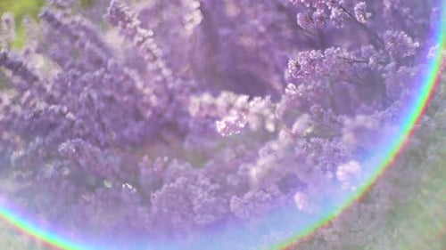 Beautiful Purple Sakura Blossoms Surrounded In Rainbow Bokeh In Kyoto, Japan At Springtime. - close