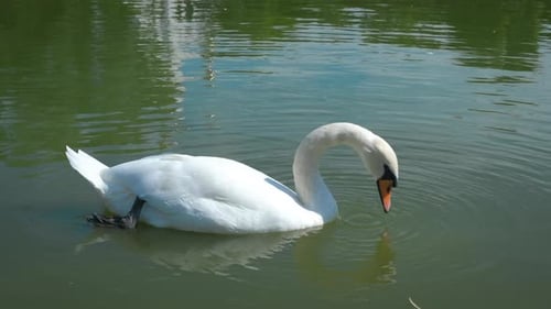 Elegant White Swan Foraging in Calm Waters