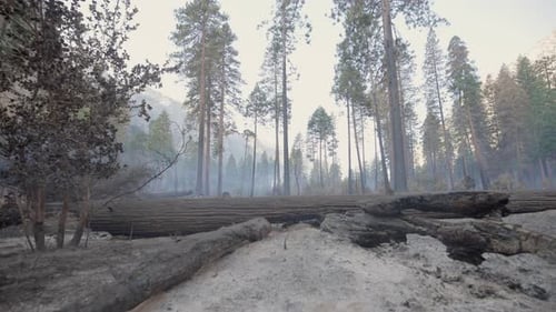 Las devastadoras y duraderas secuelas de un incendio forestal en una hermosa zona boscosa