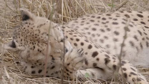 Nahaufnahme, schläfriger Gepard gähnt und leckt eine Pfote, die im gelben Gras liegt