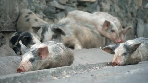 Large numbers of grey piglets running along road in countryside.
