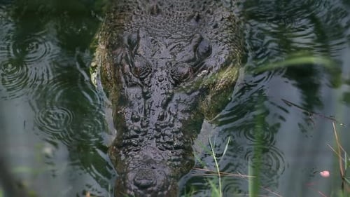 Alligator Bites Aggressively in water in slow motion. Crocodile at the zoo. Splashes in swamp water.