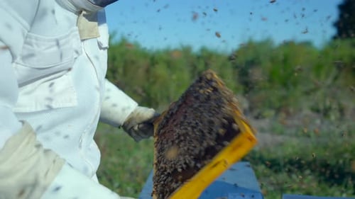Bienen schwärmen umher Imker mit Wabengestell, Imkerei