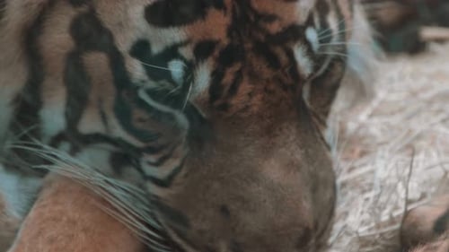 Tiger sleeping in slow motion