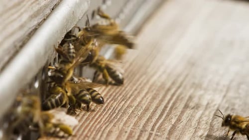 Bienen, die in ein kleines Loch des Bienenstocks gelangen und hin und her gehen, tragen Pollen für Honig