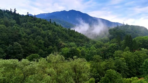 Green forest with mountains. Dense greenery fills the landscape under a cloudy sky