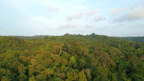 Stunning Aerial View of Tropical Rainforest Lush Jungle Before Sunset