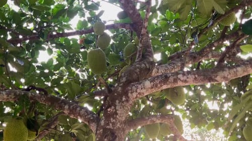 Frische junge grüne Jackfrucht hängt am Baum