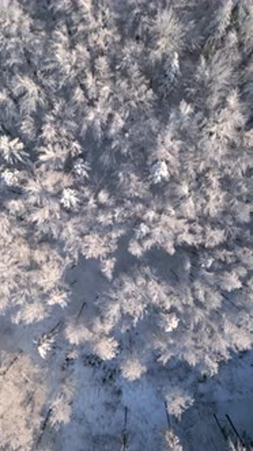 Frosty Trees in Frozen Winter Forest on Sunny Day
