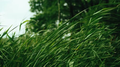 Cinematic Closeup of Tall Green Reeds Swaying in a Strong Wind