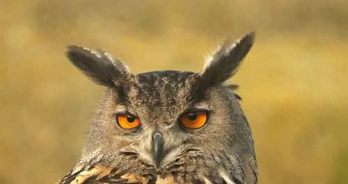 Portrait of Eurasian eagle-owl ( Bubo bubo), France