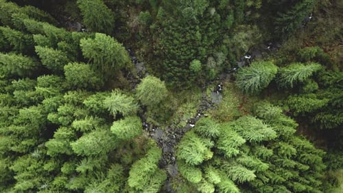 Top Down Green Mountain River at Fir Forest Aerial Nobody Nature Landscape Greenery Pine Forest